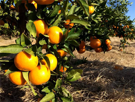 Yamakita Mandarin Orange Harvesting Experience